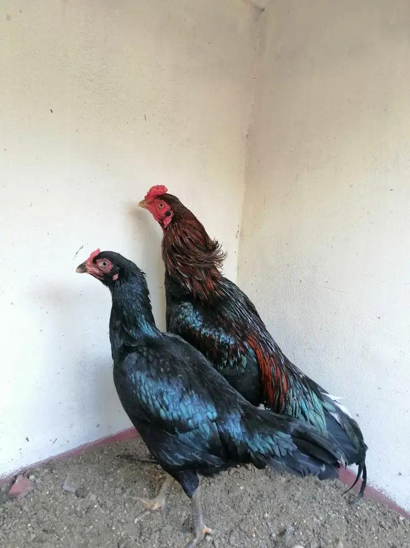Pure Aseel Chicks — photo 4