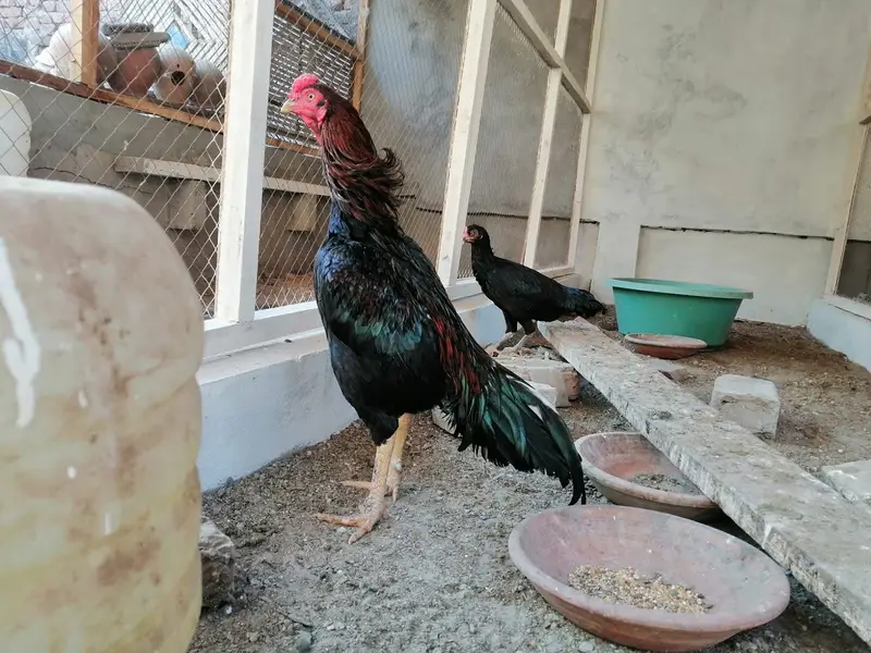 Pure Aseel Chicks — photo 5