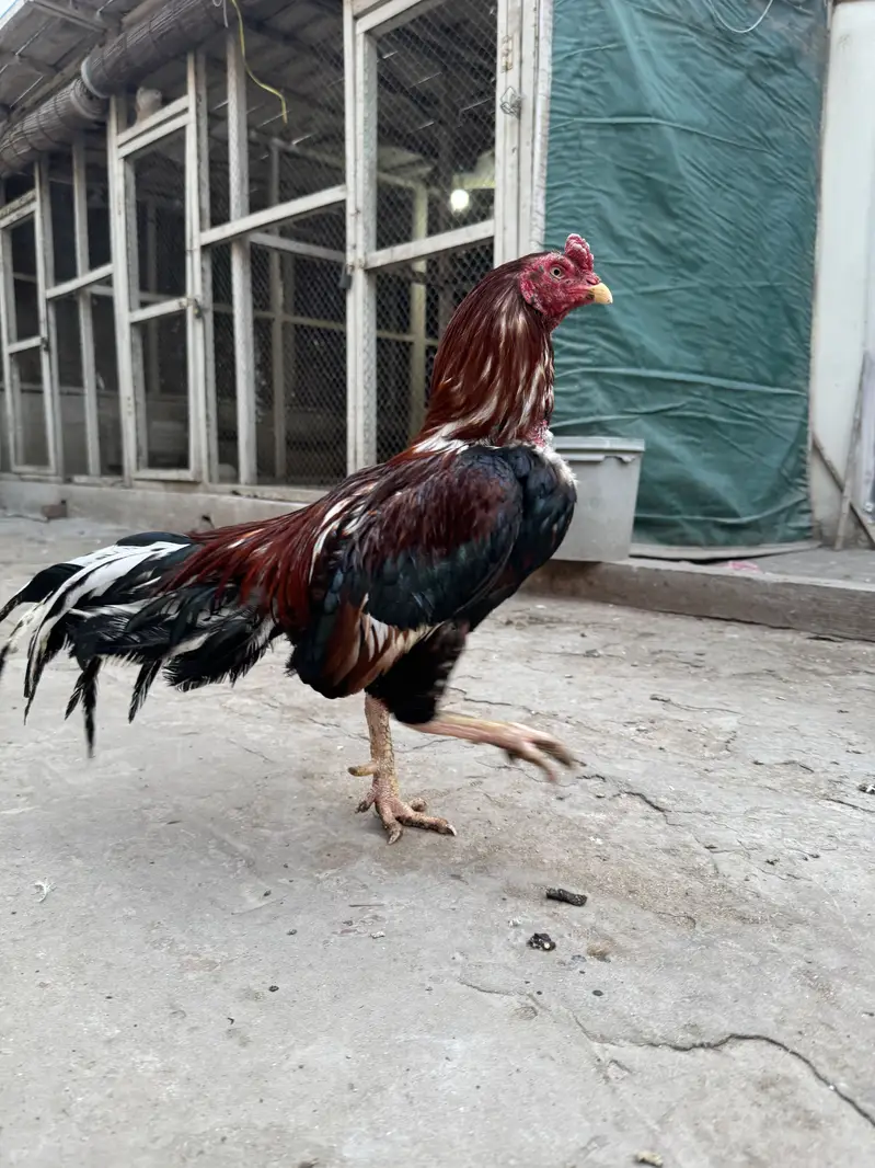 Pure Aseel Chicks — photo 6