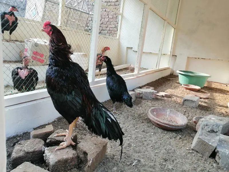 Pure Aseel Chicks — photo 7