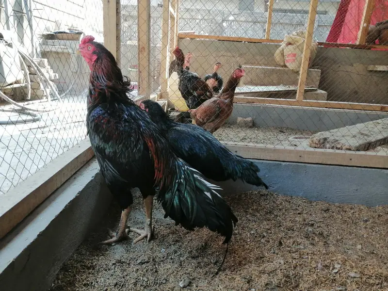 Pure Aseel Chicks — photo 8