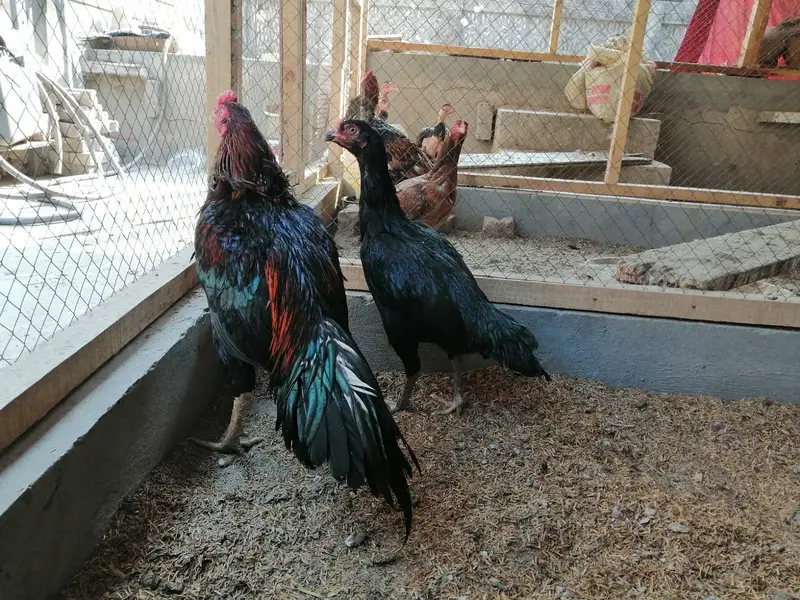 Pure Aseel Chicks — photo 9