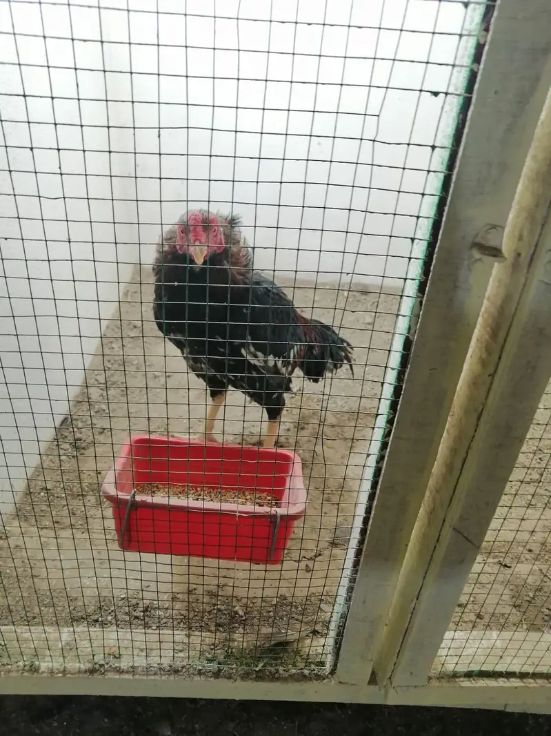 Pure Aseel Chicks — photo 10