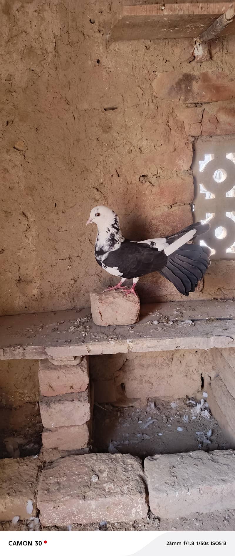 laka pegion 0