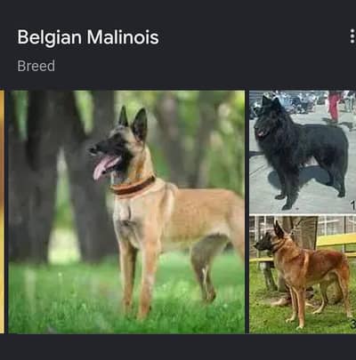 belgian malinios