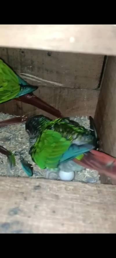 YELLOW SIDED CONURE BREEDER PAIR WITH HISTORY