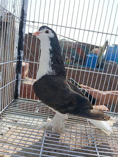 German Sherazi Breeder Male