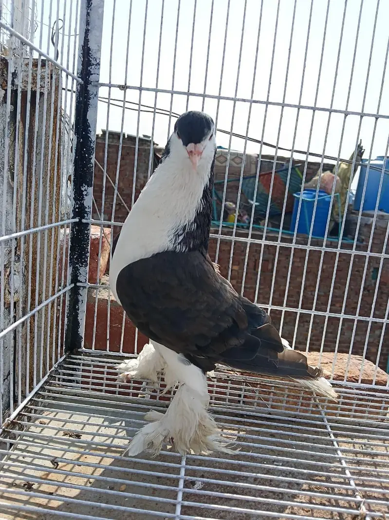 German Sherazi Breeder Male — photo 2
