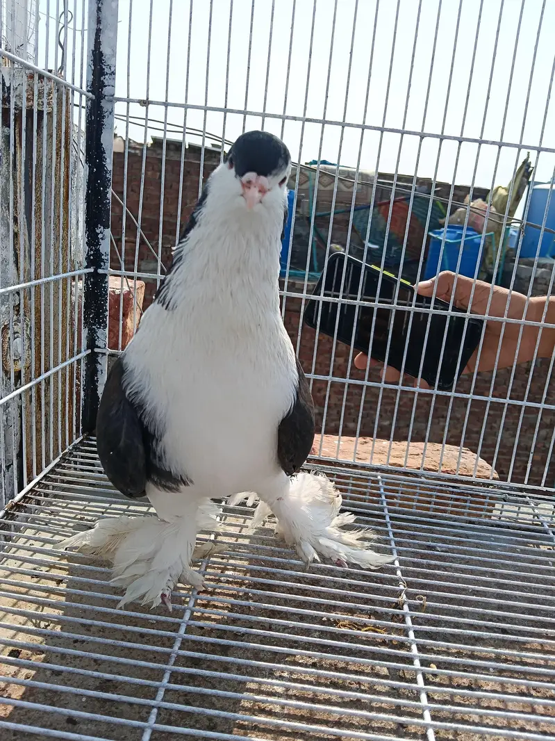 German Sherazi Breeder Male — photo 3