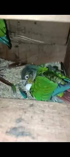 YELLOW SIDED CONURE BREEDER PAIR WITH HISTORY