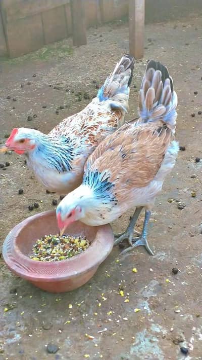 3 dasi female dandarwi hen