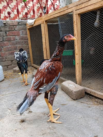 Aseel Murgha for Sale | Beautiful Red & White Colour