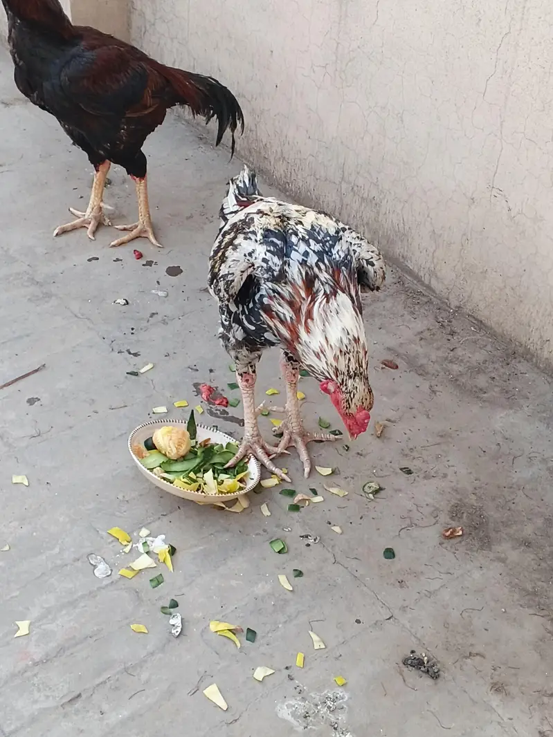 aseel murga — photo 2