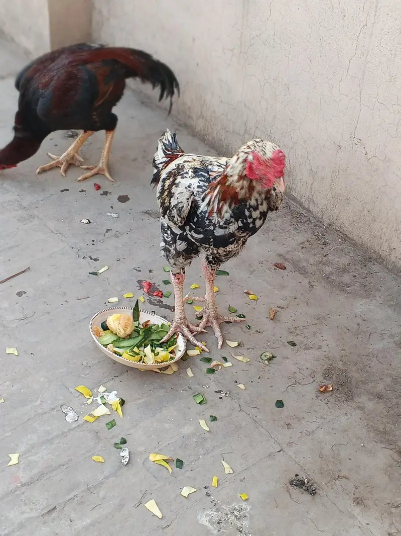aseel murga — photo 3