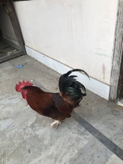 Male for sale beautiful male breeder male ha
