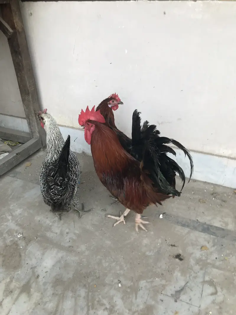Male for sale beautiful male breeder male ha — photo 3