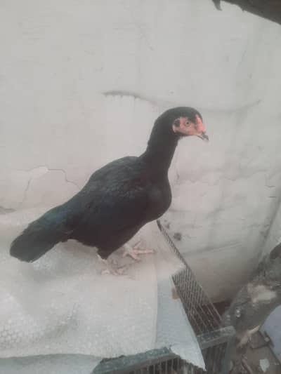 black mushki chit kinni madi