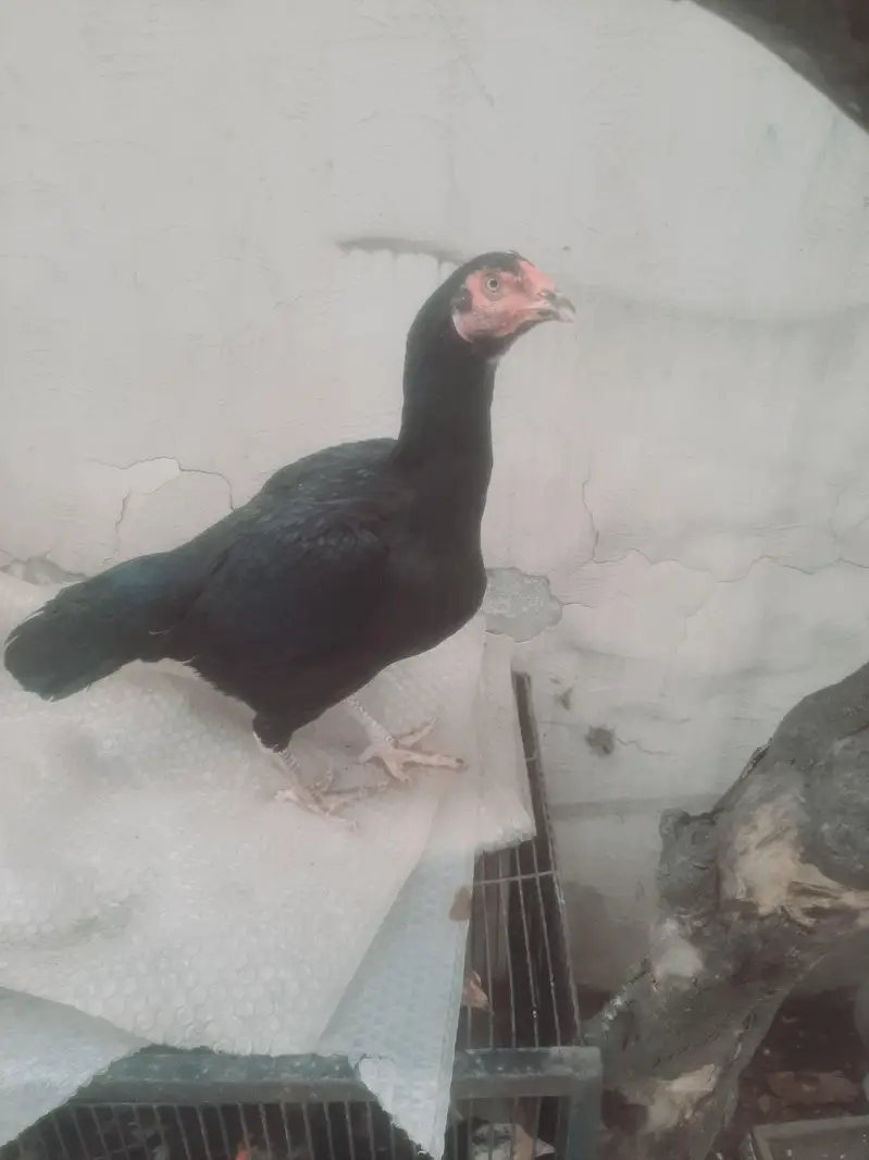 black mushki chit kinni madi — photo 2