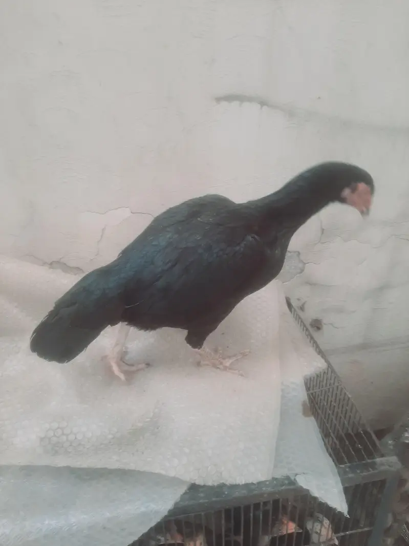 black mushki chit kinni madi — photo 3