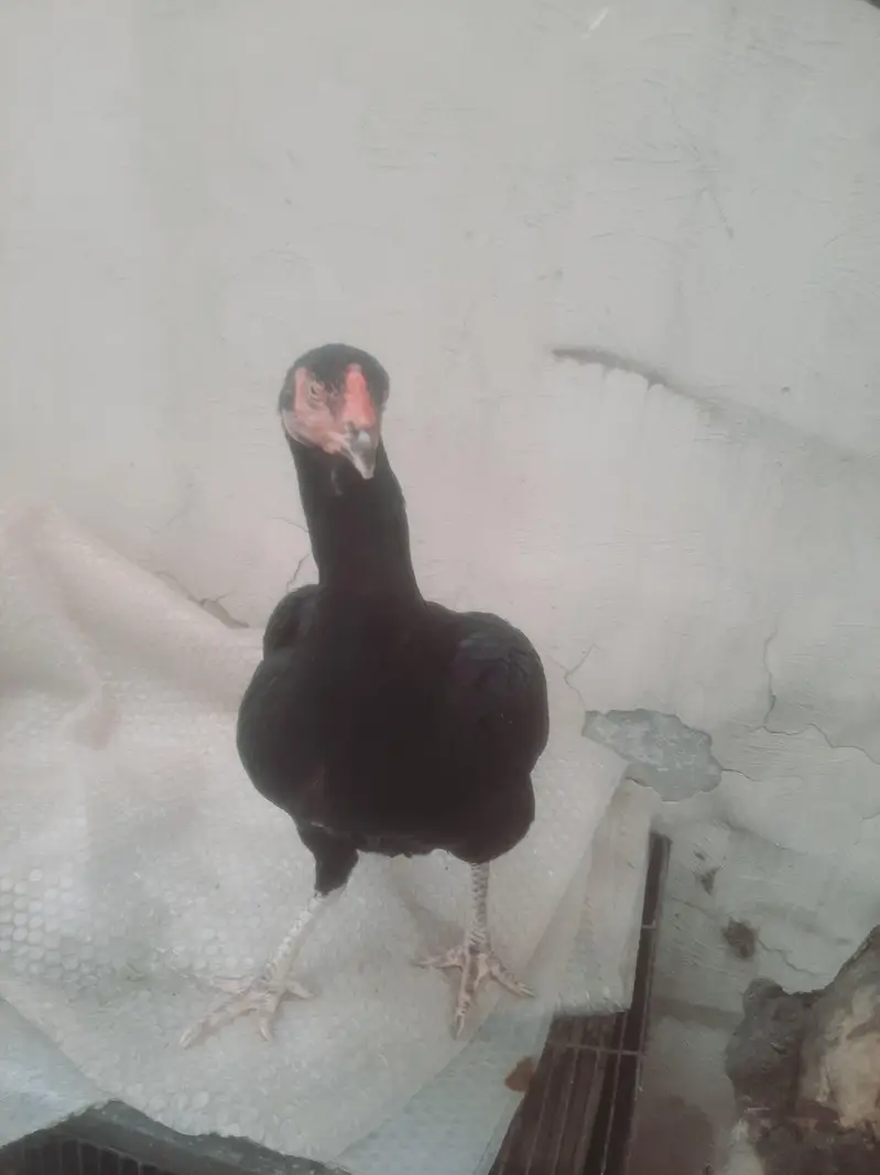 black mushki chit kinni madi — photo 4