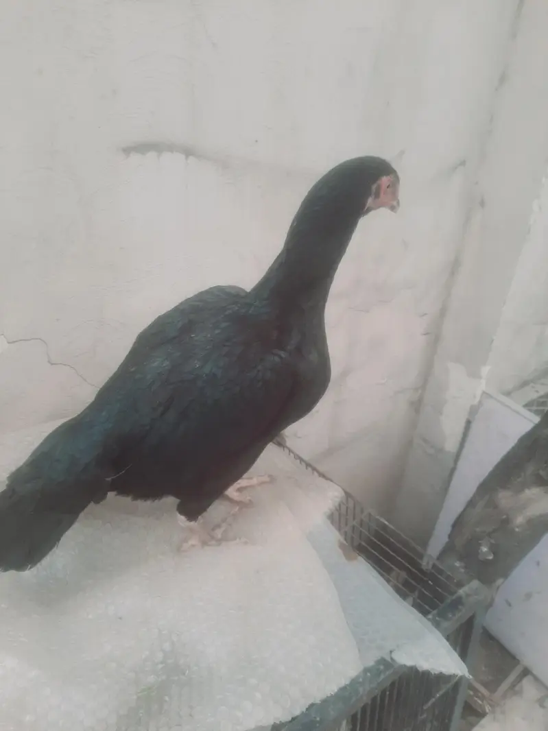 black mushki chit kinni madi — photo 5