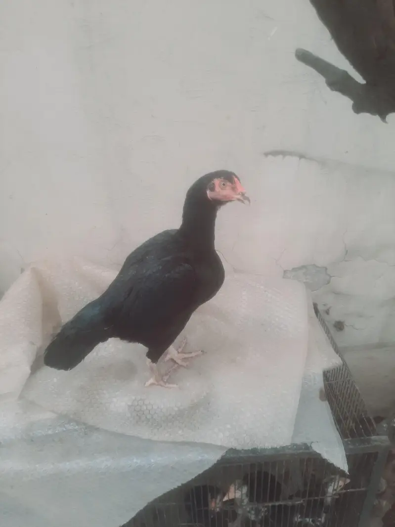 black mushki chit kinni madi — photo 6