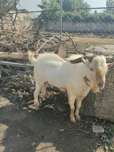 Teda bakra sindhi