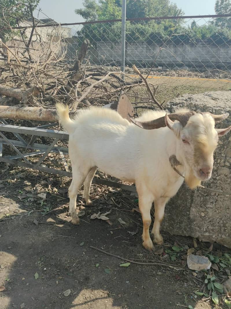 Teda bakra sindhi 0
