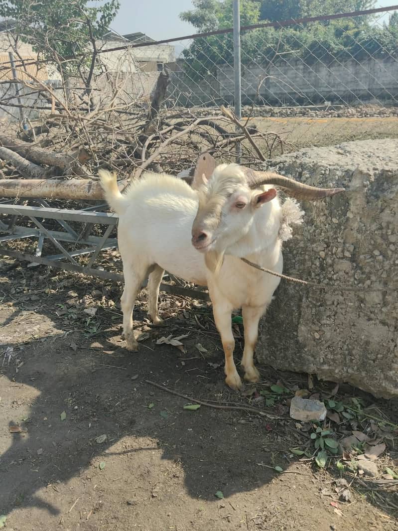 Teda bakra sindhi 1