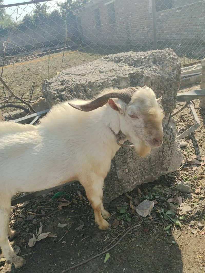 Teda bakra sindhi 2