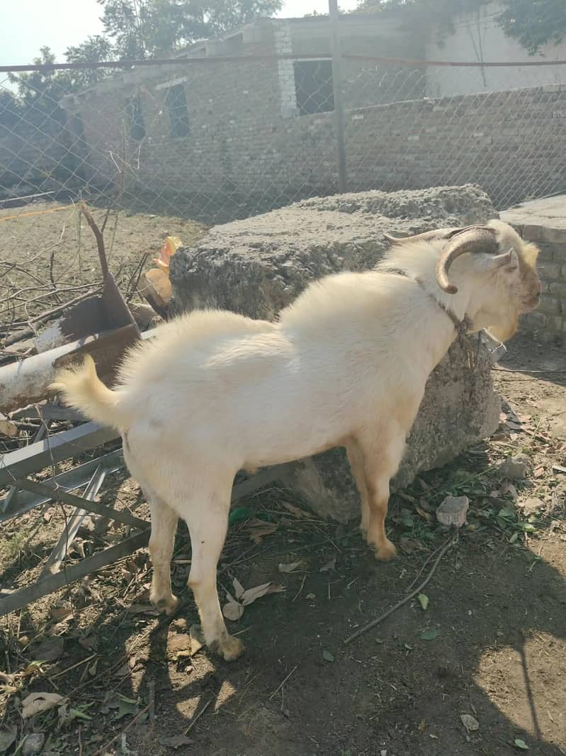 Teda bakra sindhi 3