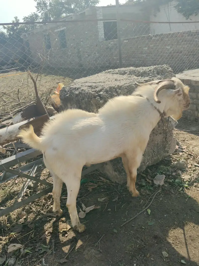 Teda bakra sindhi — photo 4