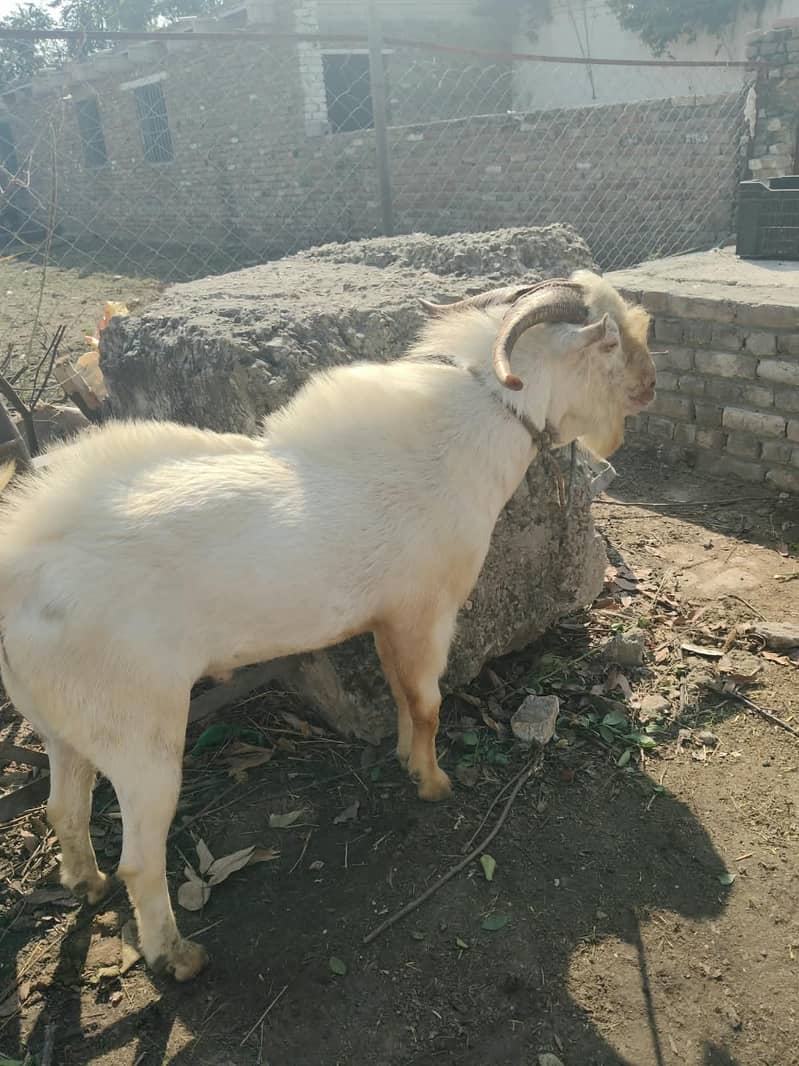 Teda bakra sindhi 4