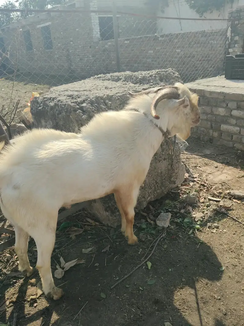 Teda bakra sindhi — photo 5