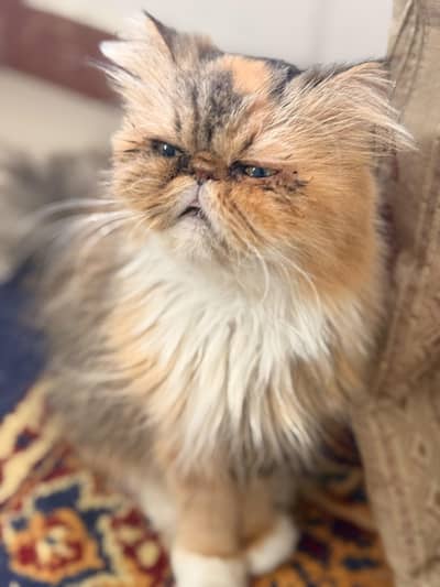 female peki face calico cat for sale