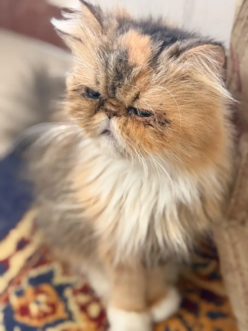 female peki face calico cat for sale — photo 2