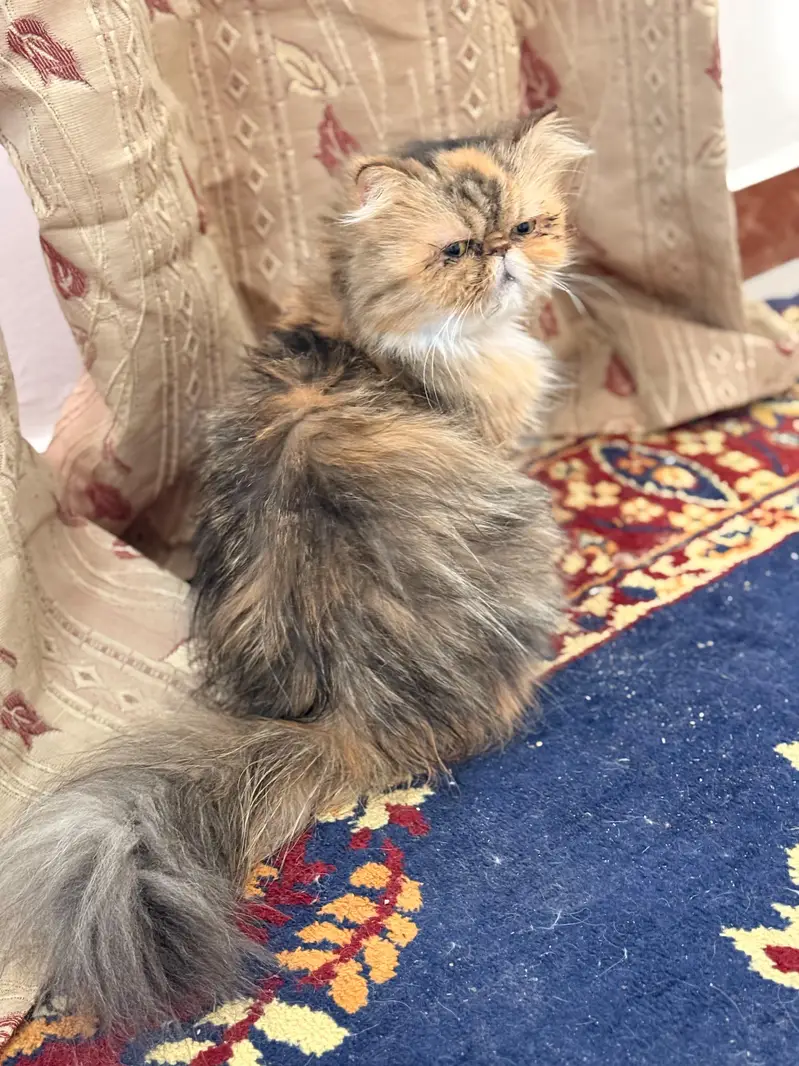 female peki face calico cat for sale — photo 4