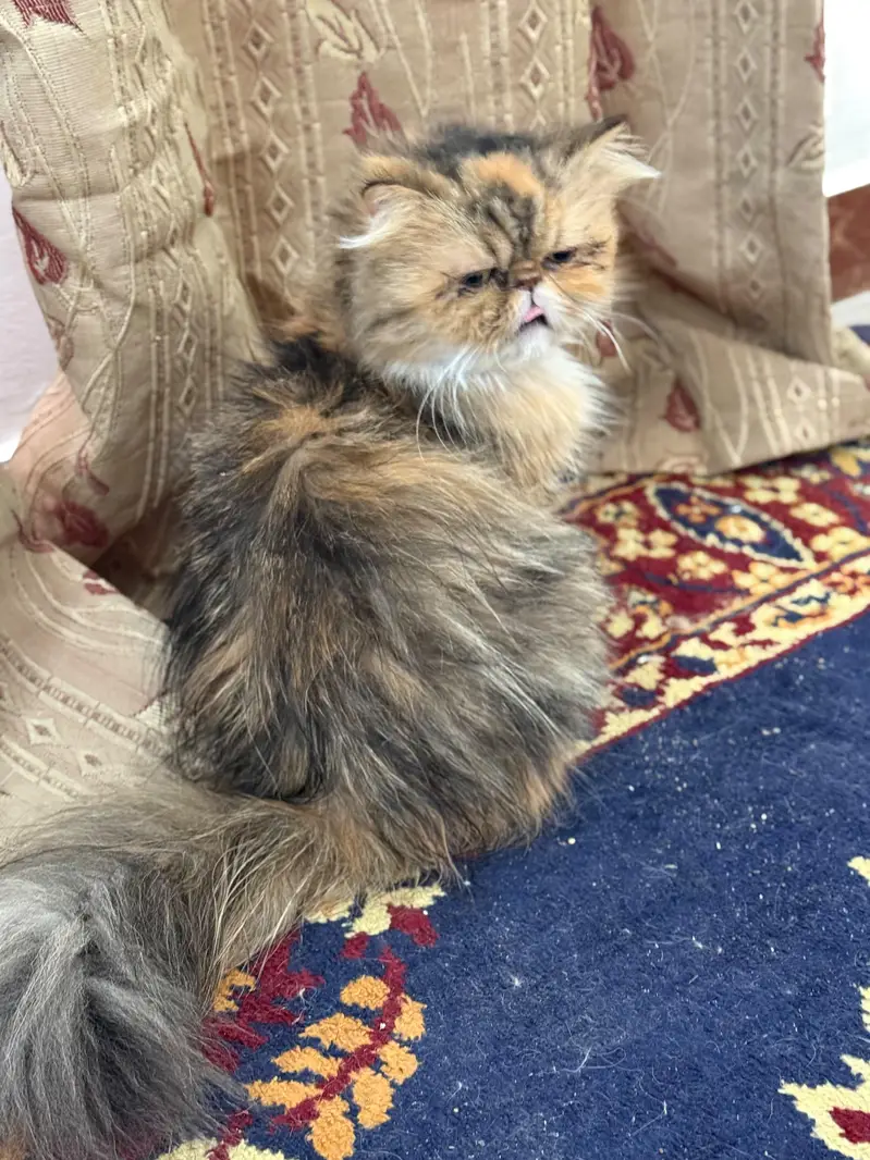 female peki face calico cat for sale — photo 5