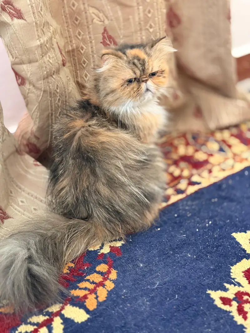 female peki face calico cat for sale — photo 6