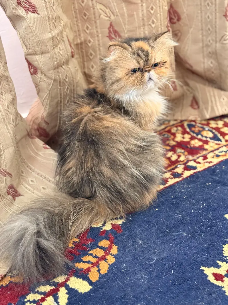 female peki face calico cat for sale — photo 7