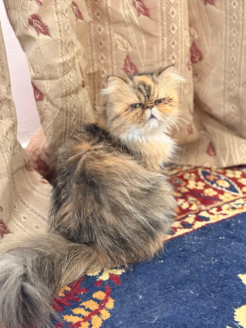 female peki face calico cat for sale — photo 8
