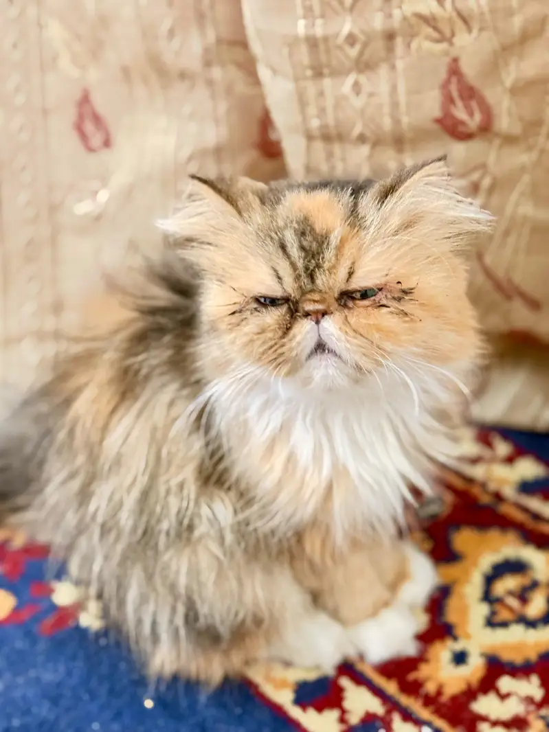 female peki face calico cat for sale — photo 9