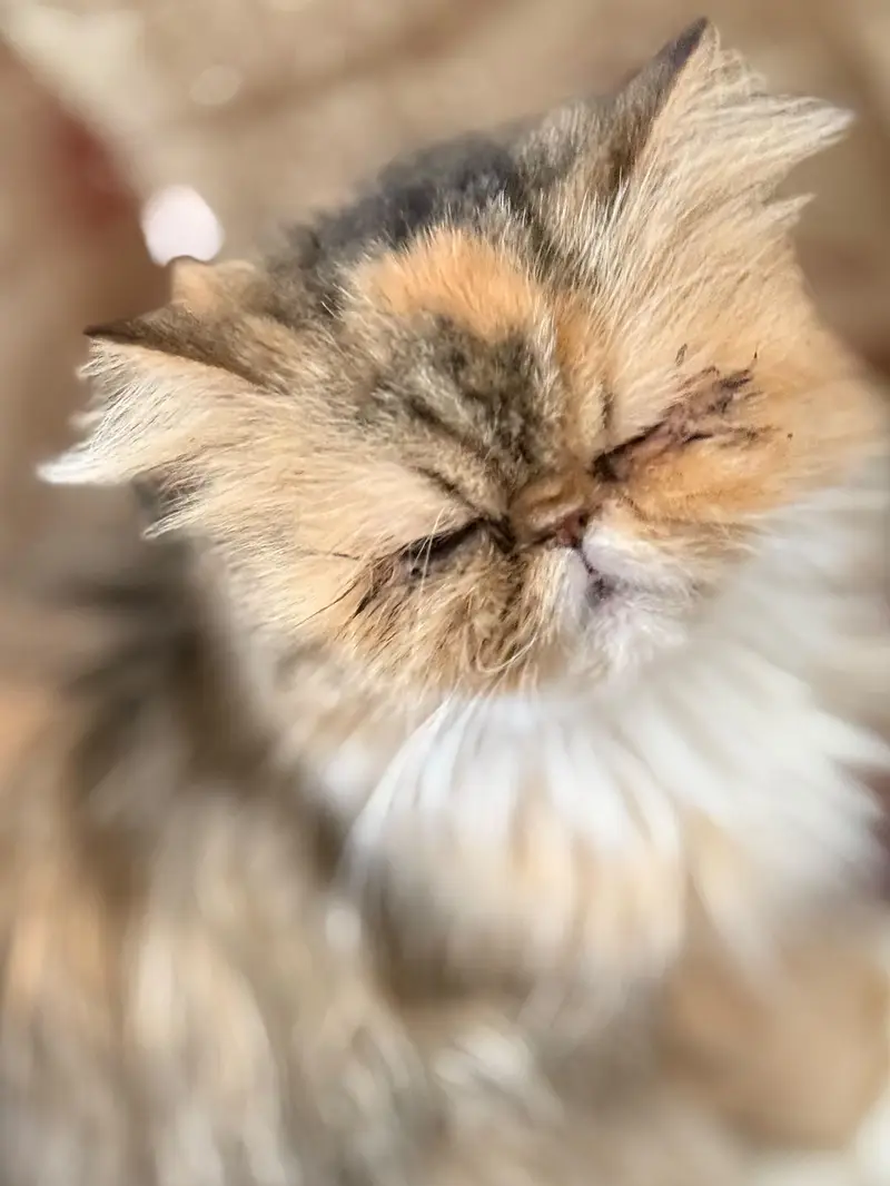 female peki face calico cat for sale — photo 10