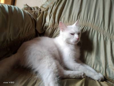 Male cat for sale urgent
