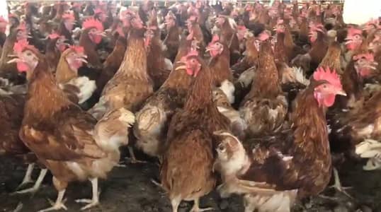 Egg laying hens