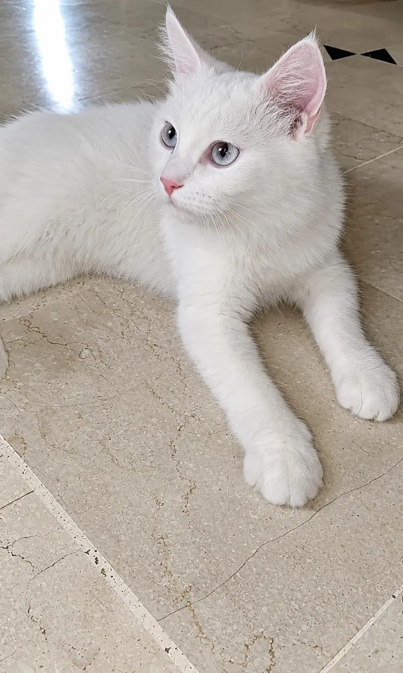 Beautiful white Turkish angora female kitten — photo 5