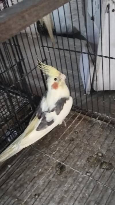 cocktail box and love bird box