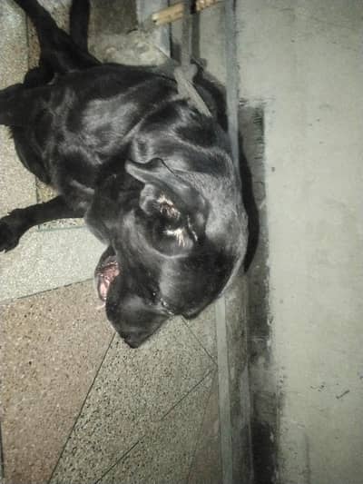 Labrador