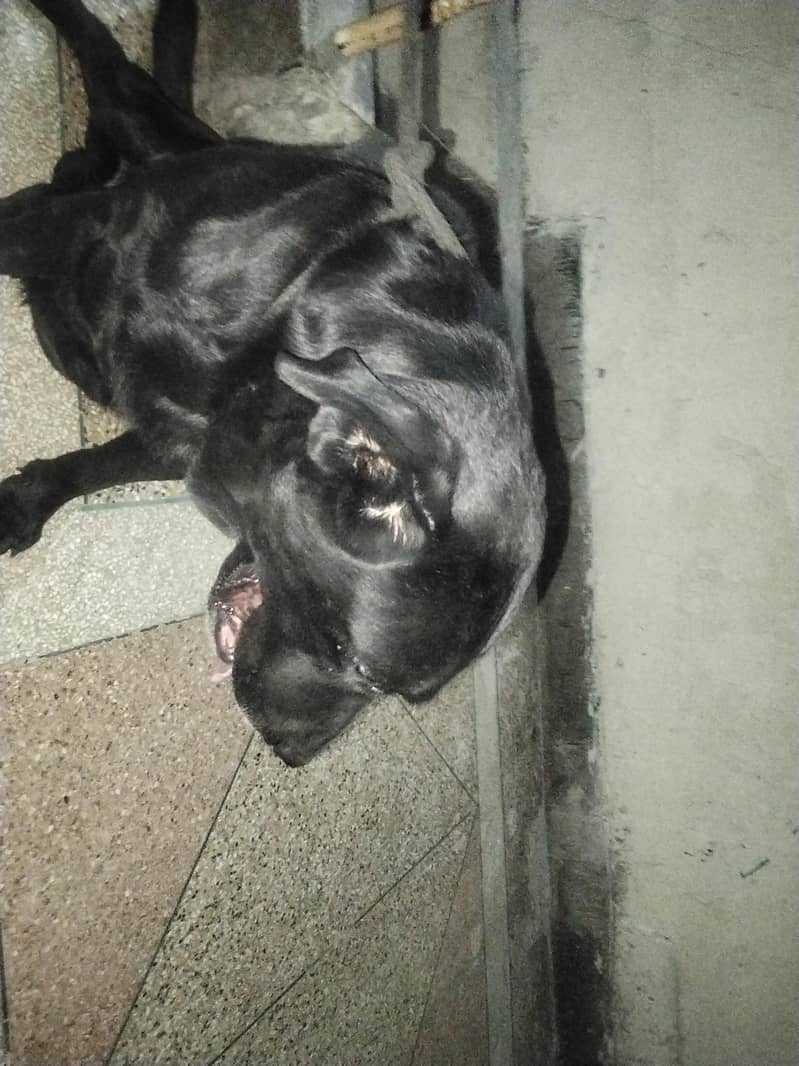 Labrador 0