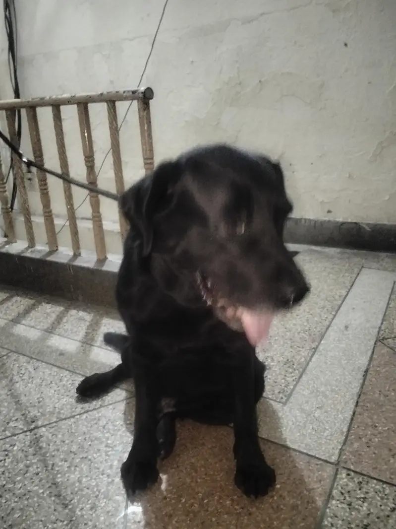 Labrador — photo 2